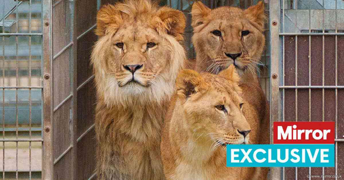 Pride of lions rescued from war-torn Ukraine finally have space to explore in new UK home