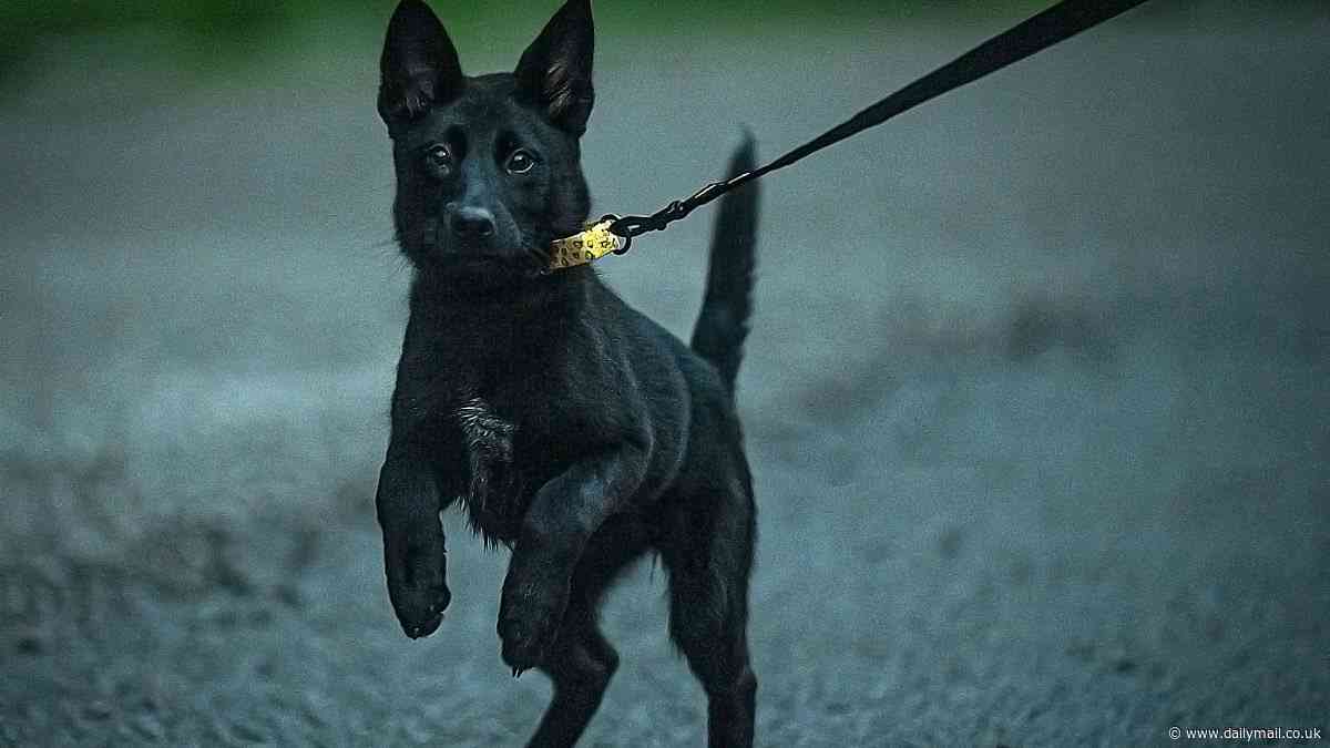 Harrowing video of a German Shepherd pup helplessly chasing her owner's car after they dumped her shocked millions. What happened next might just restore your faith in humanity
