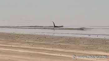 Nessie, bist du’s? Buckliges Tier am Strand sorgt in Schottland für Verwirrung