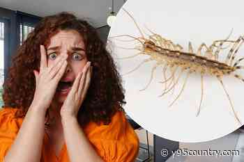 America’s Most Horrifying Bug Is Actually Something You Want in Your House