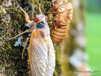 Car alarm or cicada? NC residents mistake cicadas for sirens, call the police