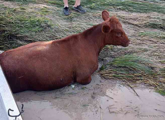 Cattle swept away in Lampasas River, found in Belton