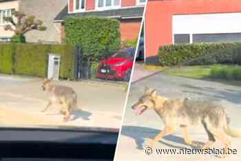 Beelden tonen hoe wolf door straten rent: “Laat het dier met rust”