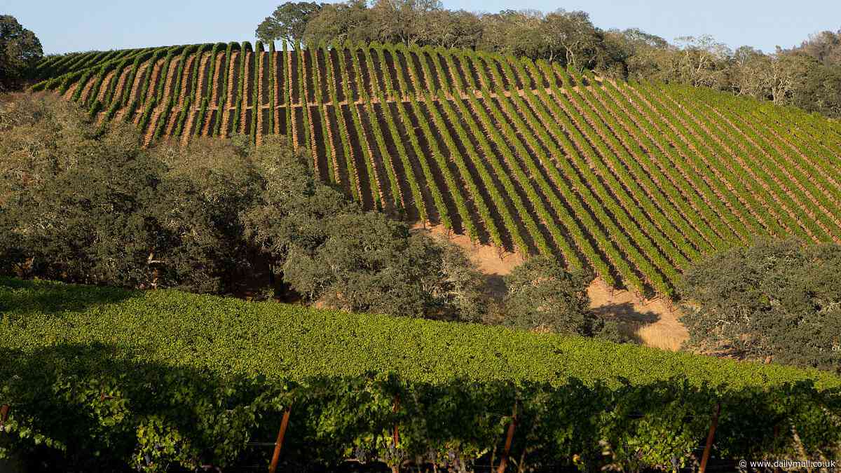 Schemes and tricks used by Napa Valley's most elitist vineyards to stop wine that costs up to $500-a-bottle being sold at bargain prices over fears discounts will tarnish their brand