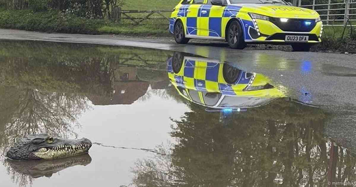 Crocodile’s head pops up in puddle outside Buckinghamshire village