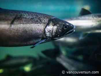 Environment Canada agrees to priority assessment for chemical linked to salmon deaths