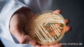 Tödlicher Pilz „Candida auris“ breitet sich weiter aus: Mehrere Infektionen in Deutschland gemeldet