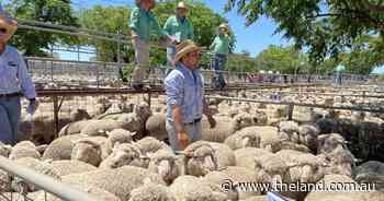 Lamb market's mixed saleyard trend
