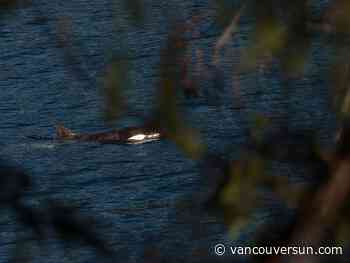 Orca pod spotted in vicinity of orphan B.C. killer whale, but no evidence of family