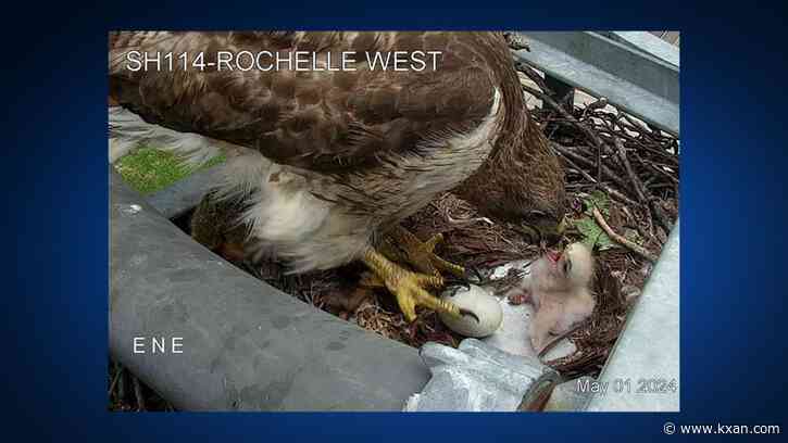 Baby hawk born under TxDOT camera in North Texas