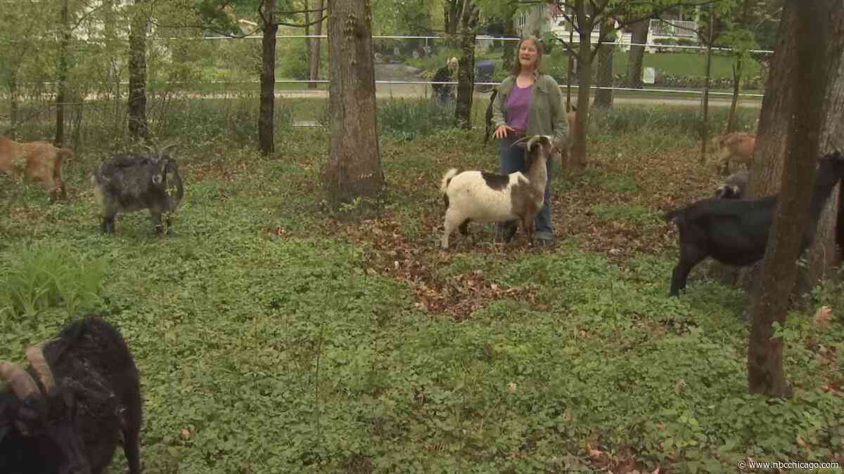 Herd of goats in Glencoe providing unique service to area residents