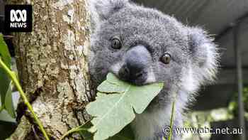 What's more important koalas or nearly 2,000 new homes?