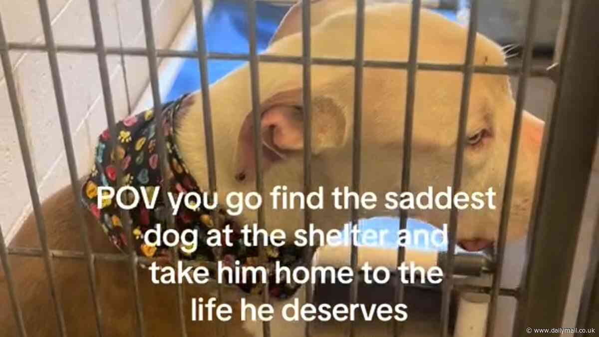 America's saddest pit bull finally has a reason to smile
