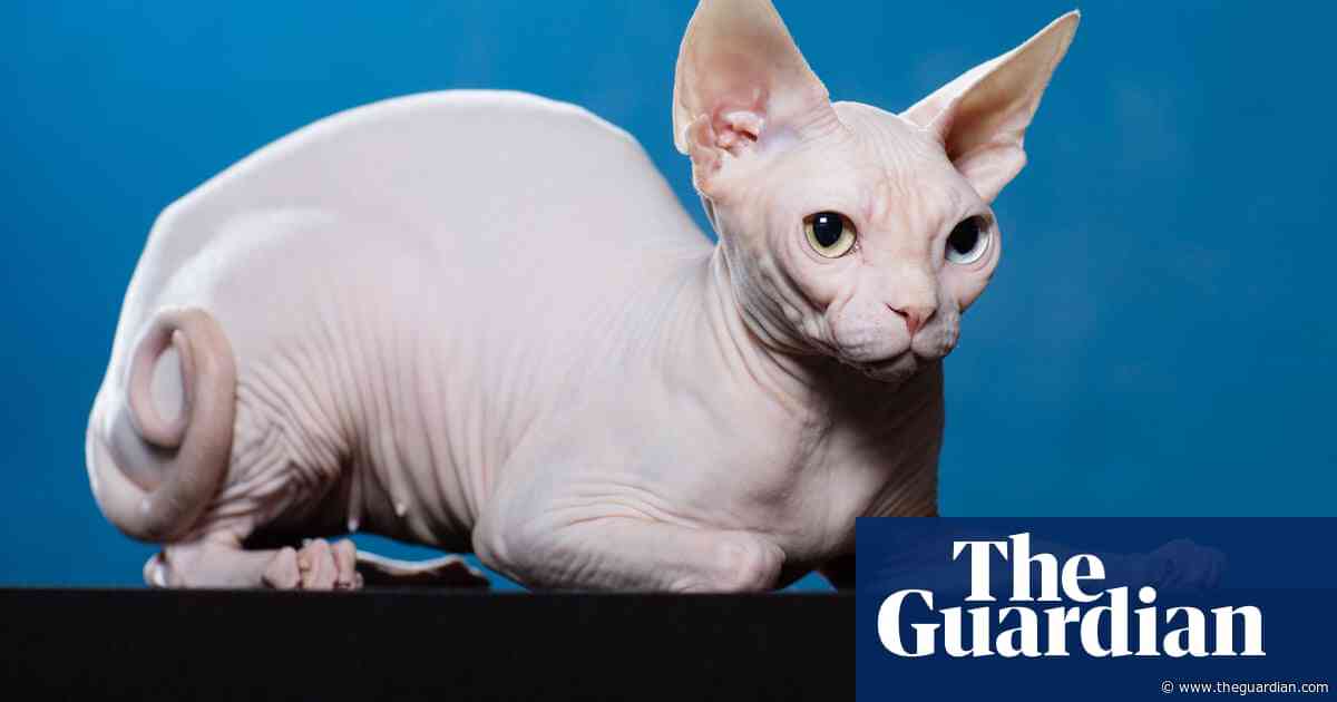 Sphynx has lowest life expectancy of domestic cat breeds, research finds