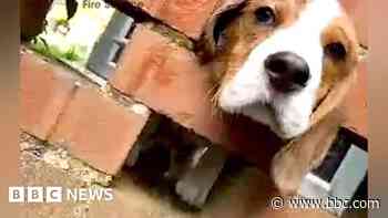 Watch out, beagle's about - puppy gets stuck in wall