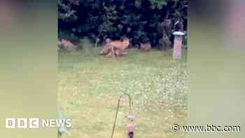 Family of foxes enjoy garden playtime