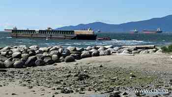 Barge comes loose near Vancouver's English Bay — for the 3rd time in 3 years