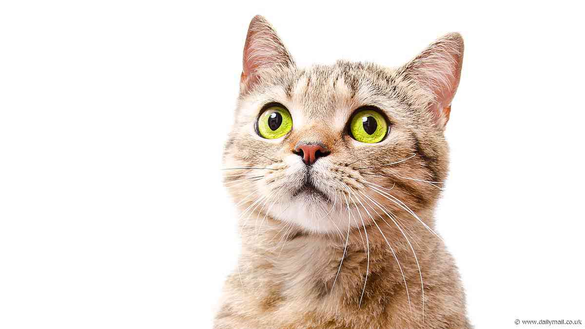 Does your cat have nine lives? Owners can now work out how much longer their favourite feline is expected to live