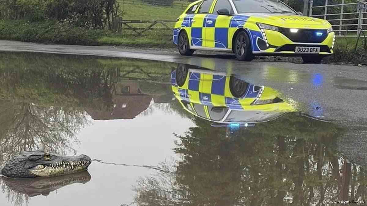 Police race to reports of a baby crocodile in village floodwaters only to find a toy animal made of plastic