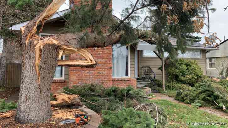 Wind takes out tree in southwest Calgary, topples it onto Spruce Cliff home
