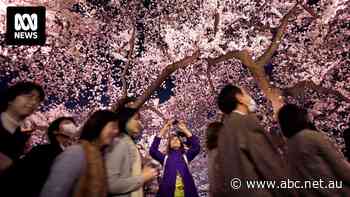 'We're not a theme park': Japan asks visitors to show respect amid a tourism boom