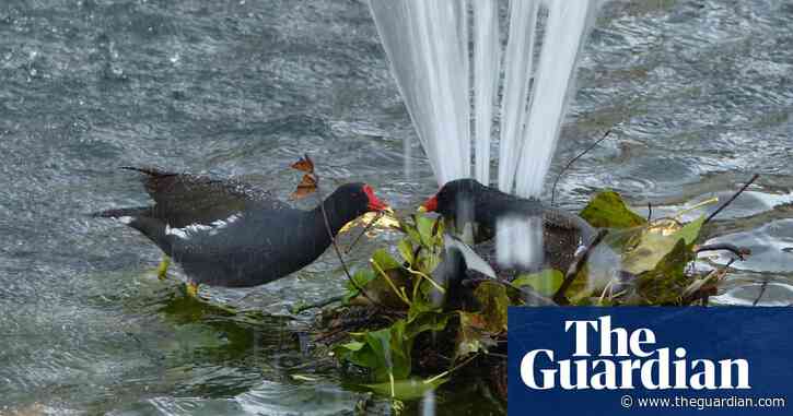 Country diary: These plucky moorhens have become local celebrities | Nic Wilson