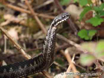 RSPB Pulborough Brooks in West Sussex is home to venomous snakes