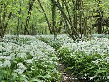 Where to find wild garlic flowers in South Downs this spring