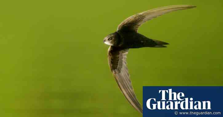 Birdwatch: the invincible swift, effortless master of the air