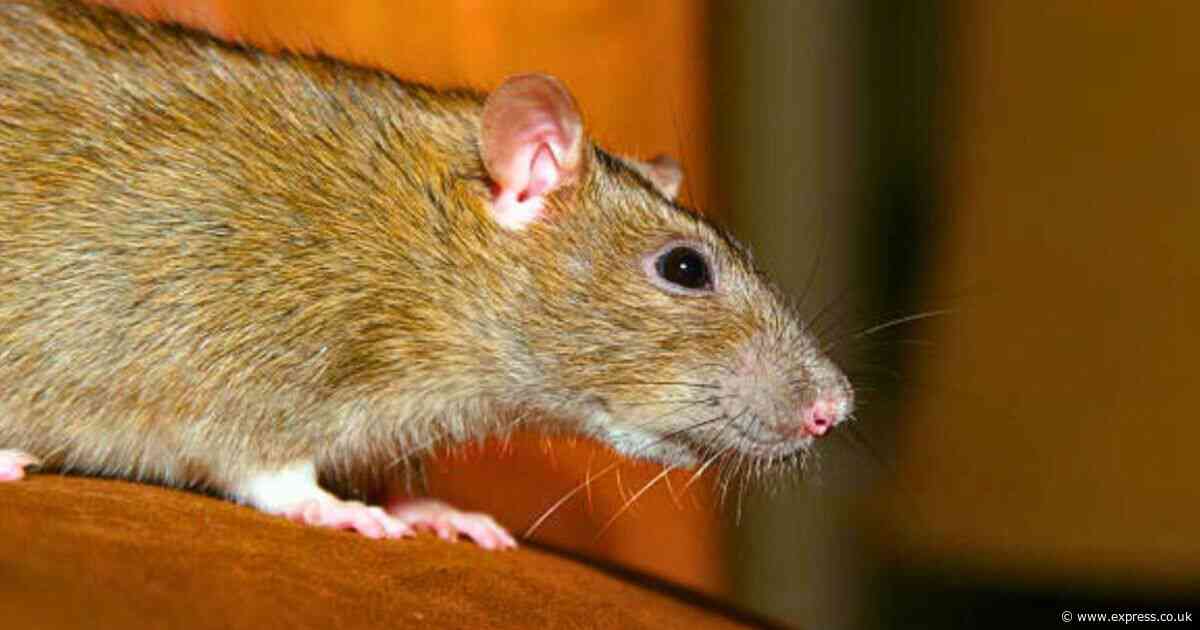 Keep rats away from your home with four plants known to be ‘natural repellents’ of rodents