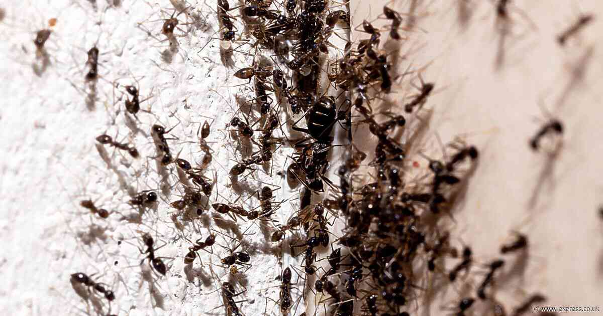 Ants ‘will never enter your home’ when using one cheap item ants ‘hate’, claims cleaner