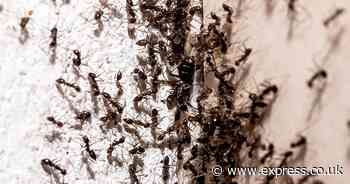 Ants ‘will never enter your home’ when using one cheap item ants ‘hate’, claims cleaner