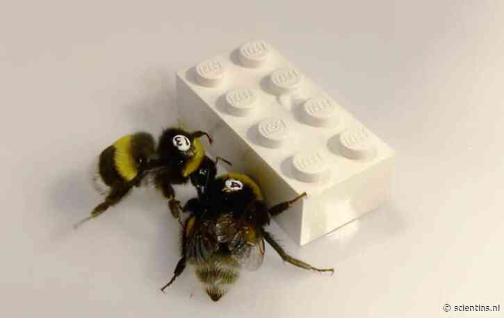 Wetenschappers geven hommels lego-blokjes en onthullen zo dat de insecten heel goed kunnen samenwerken