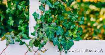 Gardener shares 'absolute easiest' way to remove ivy and stop it returning