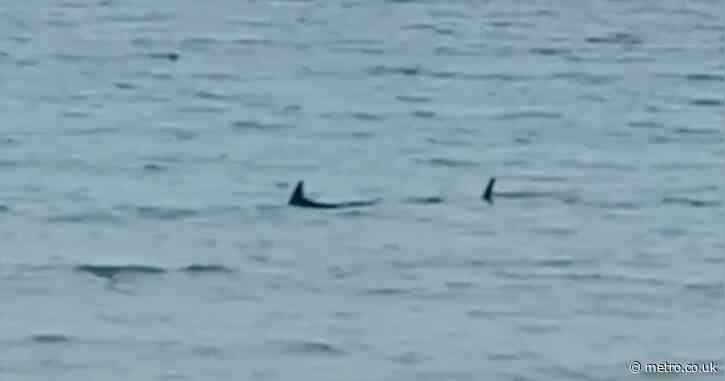 Brits banned from going into the sea at holiday hotspot after shark spotted in water