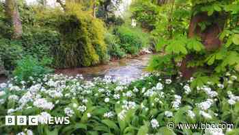Foragers warned of E. coli risk from 'toxic' wild garlic