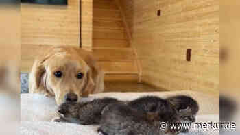 Golden Retriever verliebt sich in Katzenbabys – seine Reaktion rührt TikTok-User