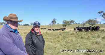 Golby's Bos Indicus cattle display resilience in the Snowy Mountains