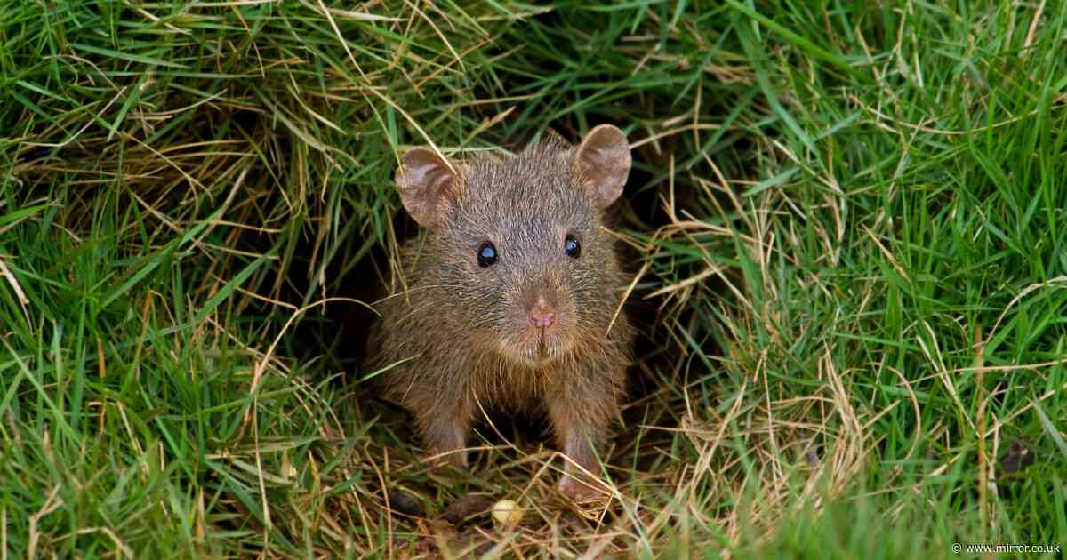 Mice flee from your garden thanks to homemade repellent - consisting of only two ingredients