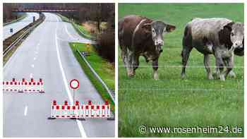 Rinder-Wahnsinn auf Autobahn in Bayern - Verkehr komplett lahmgelegt