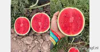 "In de komende dagen zullen we ruim 100 ton watermeloenen op de markt brengen"