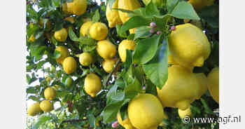 Slechtste citroenseizoen ooit in Spanje