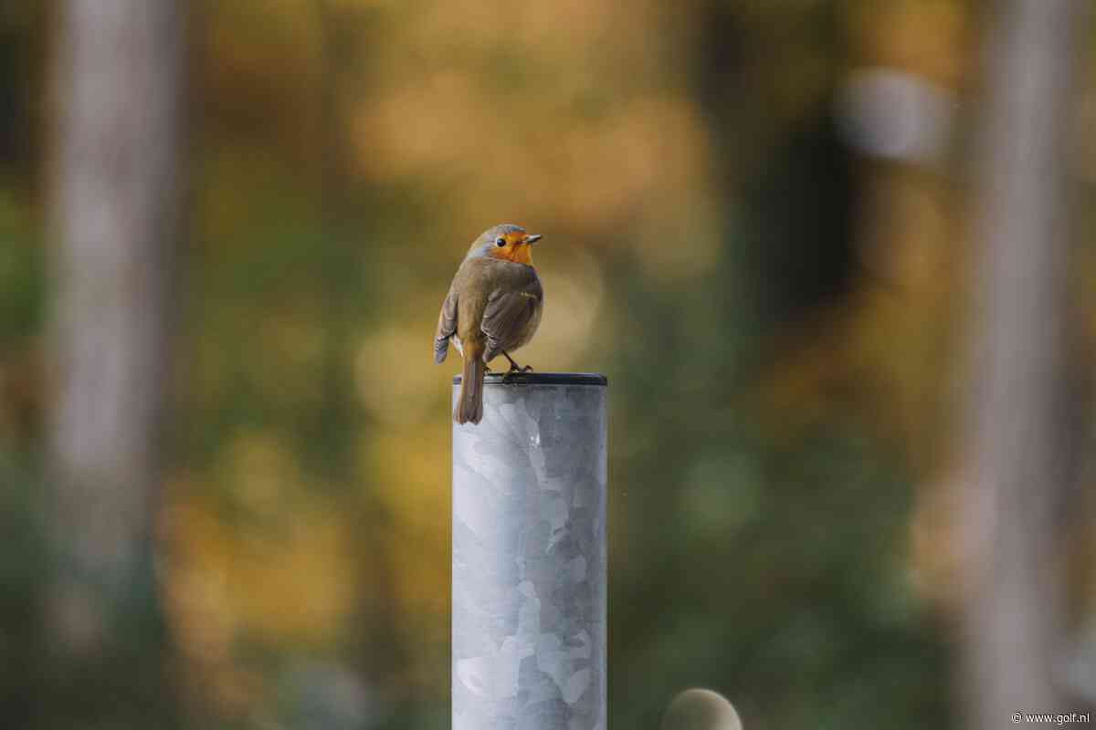 Zaterdag is het Birdwatching Day! Kom vroeg uit je 'nest' en ga vogels tellen op de golfbaan