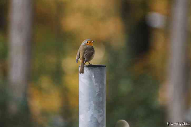 Zaterdag is het Birdwatching Day! Kom vroeg uit je 'nest' en ga vogels tellen op de golfbaan