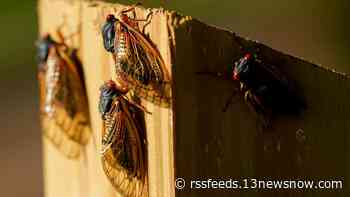 When will the cicadas die out in Virginia and North Carolina?