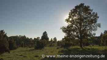 In diesem Naturschutzgebiet in Baden-Württemberg befindet sich die größte Ameisenanhäufung Mitteleuropas