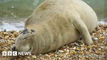 Beachgoers urged to give seals space