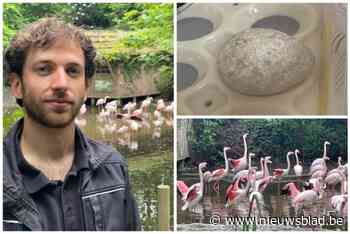 Na de vangst van Flammy vindt Massimo nu ‘primeurei’ tussen flamingo’s Bellewaerde: “Het eerste ei in twintig jaar”