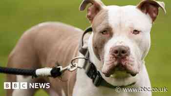 Unregistered XL bullies ordered to be put down