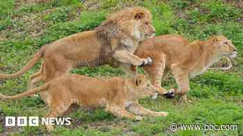 Rescued Ukrainian lions start new life in Doncaster